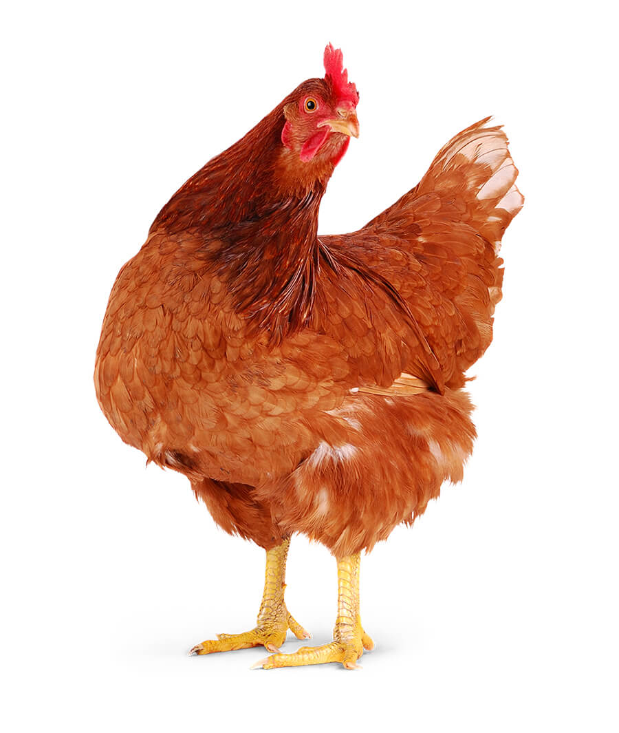 murgi